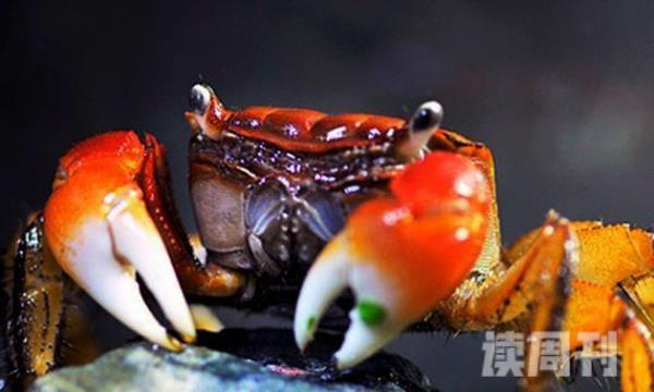 红螯相手蟹怎么养（红螯相手蟹的生活习性）(3)