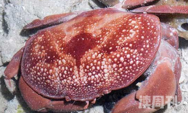 南海红色斑点蟹（只有1.7厘米大小但是身上却带有极大的毒性）(1)