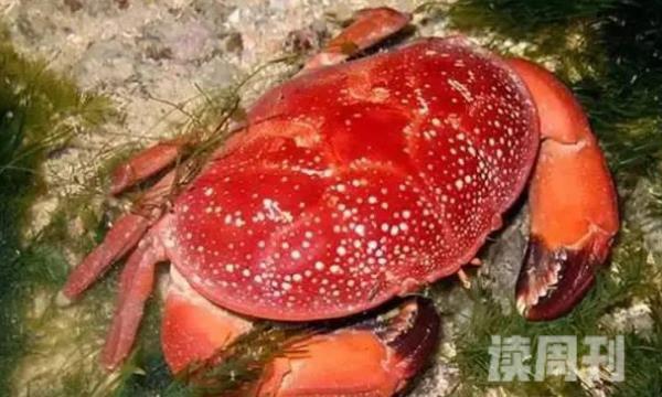 南海红色斑点蟹（只有1.7厘米大小但是身上却带有极大的毒性）(2)