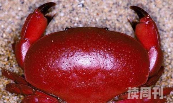 南海红色斑点蟹（只有1.7厘米大小但是身上却带有极大的毒性）(3)