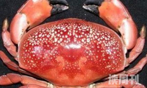 南海红色斑点蟹（只有1.7厘米大小但是身上却带有极大的毒性）(4)