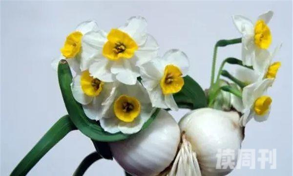 水仙花的花语和象征意义图片（水仙花送朋友代表什么）
