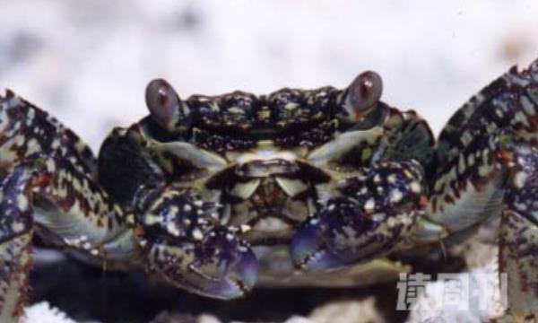 白纹方蟹介绍（外壳上长满了白色的条纹跳跃能力也是非常强）(4)