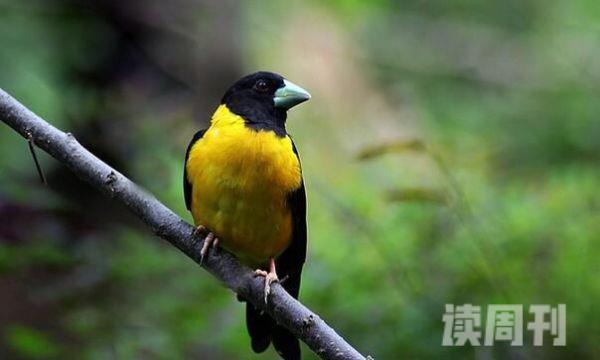 黄颈拟蜡嘴雀：中国稀有鸟叫声单调尖锐(石头碰撞声)(2)