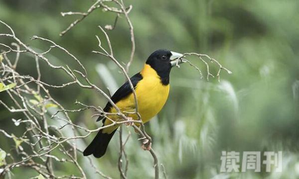 黄颈拟蜡嘴雀：中国稀有鸟叫声单调尖锐(石头碰撞声)(3)