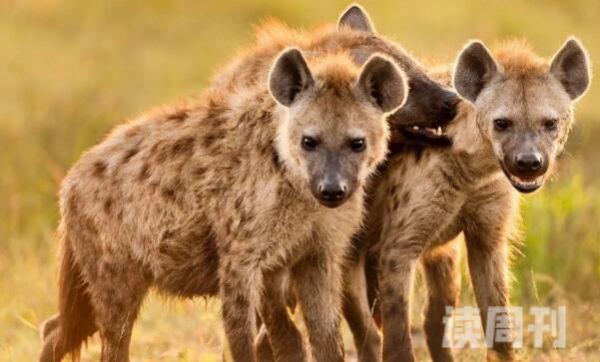 斑鬣狗：非洲第二大食肉动物族群生活(母系族谱支配)(1)