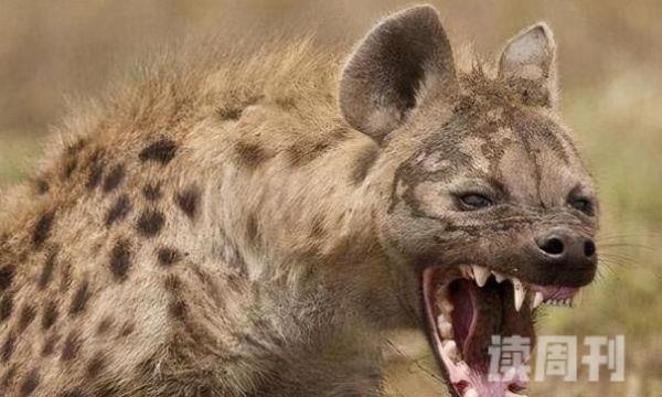 斑鬣狗：非洲第二大食肉动物族群生活(母系族谱支配)(2)