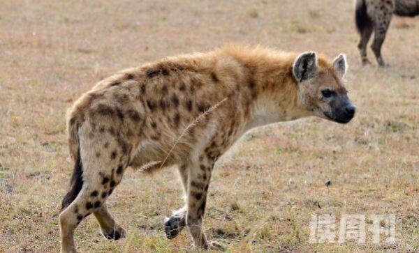 斑鬣狗：非洲第二大食肉动物族群生活(母系族谱支配)(3)