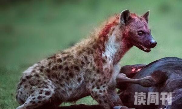 斑鬣狗：非洲第二大食肉动物族群生活(母系族谱支配)(4)