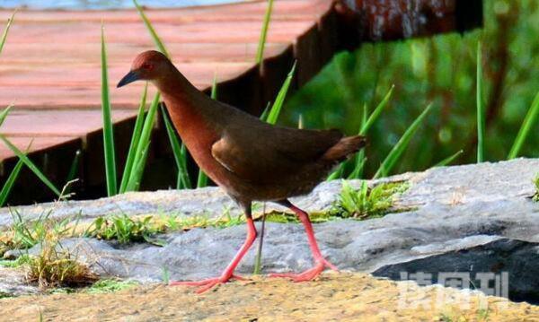 红脚苦恶鸟：长约28厘米行走动作花哨(头颈前后伸缩)(3)