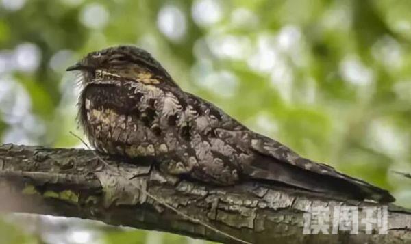 普通夜鹰：森林益鸟难以被发现(体色和树干类似)(2)