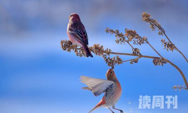 北朱雀：中国普遍笼鸟之一羽色美丽(大都是粉红色)(2)