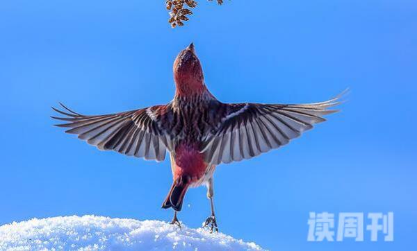 北朱雀：中国普遍笼鸟之一羽色美丽(大都是粉红色)(4)