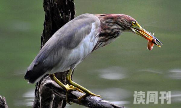 池鹭：典型湿地水鸟活动时很安静(争吵发出呱呱声)