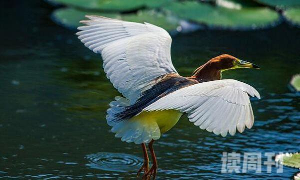 池鹭：典型湿地水鸟活动时很安静(争吵发出呱呱声)(2)