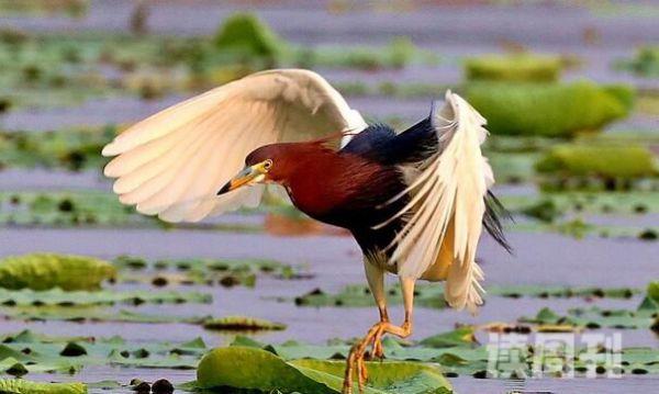 池鹭：典型湿地水鸟活动时很安静(争吵发出呱呱声)(4)