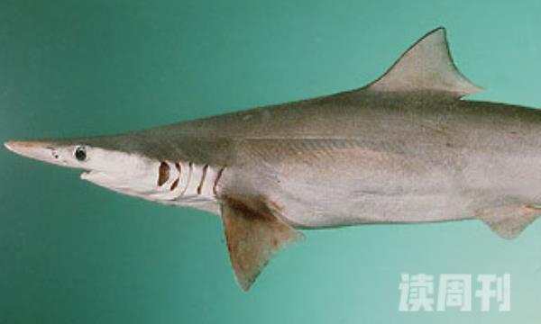 尖头斜齿鲨