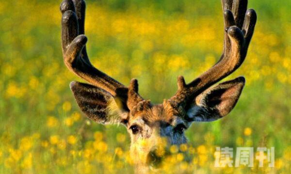 骡鹿：一双似骡的耳朵善于跳跃(一步达7米)(2)
