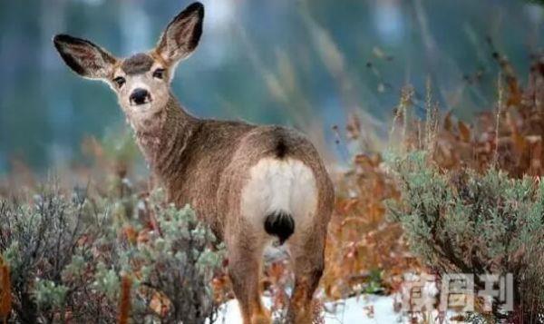 骡鹿：一双似骡的耳朵善于跳跃(一步达7米)(4)