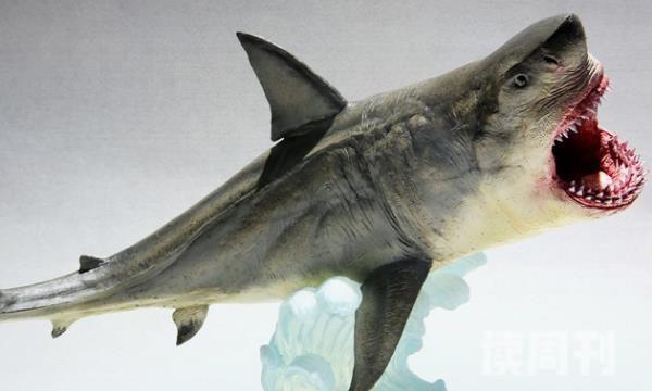 古噬人鲨(4)