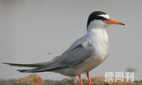 白额燕鸥：中国常见夏季繁殖鸟善于飞行(头左右摆动)(2)