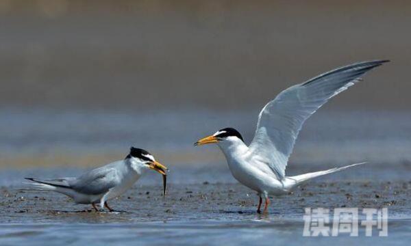 白额燕鸥：中国常见夏季繁殖鸟善于飞行(头左右摆动)(3)