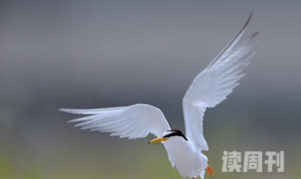 白额燕鸥：中国常见夏季繁殖鸟善于飞行(头左右摆动)(4)