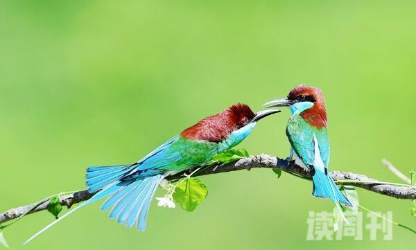 蓝喉蜂虎：中国最美小鸟树上猎捕食物(主吃蜂类)
