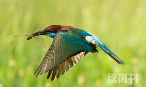 蓝喉蜂虎：中国最美小鸟树上猎捕食物(主吃蜂类)(4)