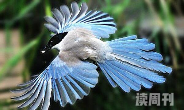 灰喜鹊：中国著名益鸟之一非常聪明(盗窃有望风行为)(4)