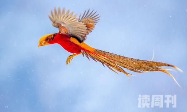红腹锦鸡：中国特有种雄鸟更美丽(头戴金黄色羽冠)(2)