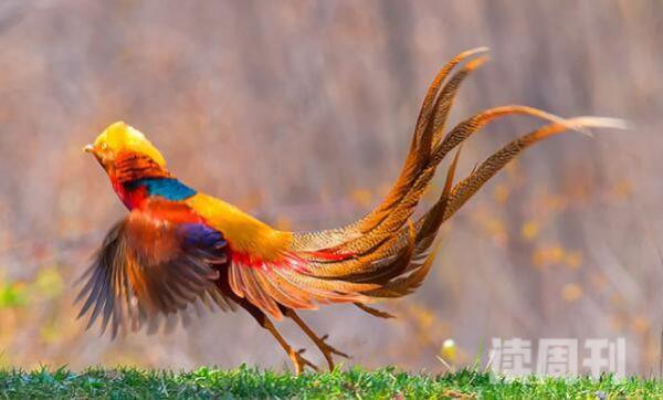 红腹锦鸡：中国特有种雄鸟更美丽(头戴金黄色羽冠)(3)