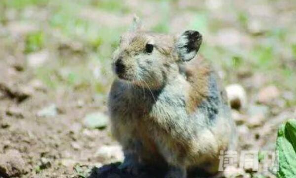 红耳鼠兔：中国特有种行动敏捷(遇到危险躲藏迅速)