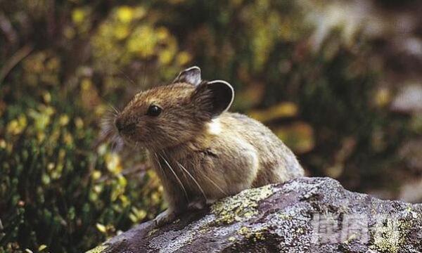 红耳鼠兔：中国特有种行动敏捷(遇到危险躲藏迅速)(2)
