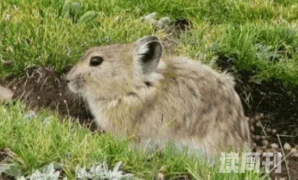 红耳鼠兔：中国特有种行动敏捷(遇到危险躲藏迅速)(4)