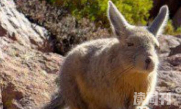 大耳鼠兔：中国鼠兔中最大耳朵圆大(长达3厘米)