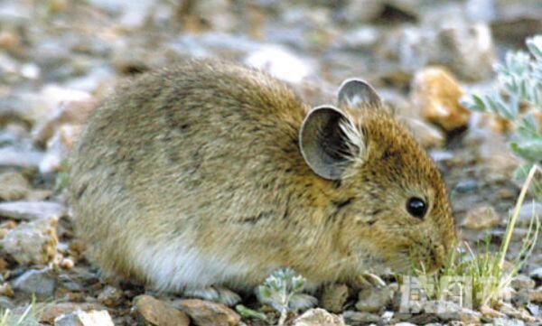 大耳鼠兔：中国鼠兔中最大耳朵圆大(长达3厘米)(3)