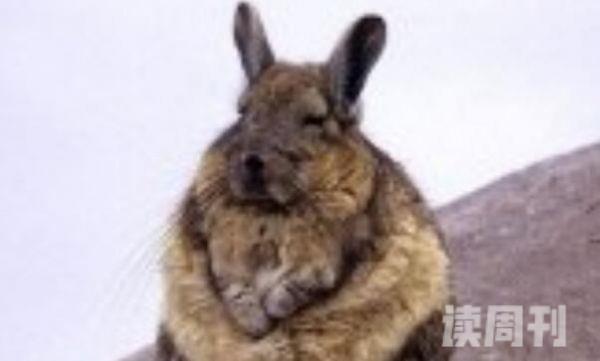 大耳鼠兔：中国鼠兔中最大耳朵圆大(长达3厘米)(4)