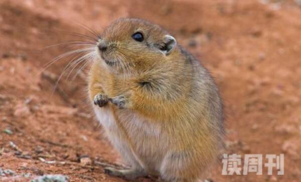 短耳沙鼠：中国特有种居住群体特别(与其他鼠类混居)(1)