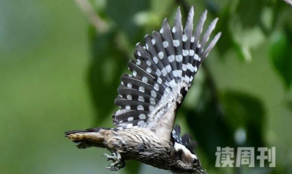 小星头啄木鸟：叫声低沉单调飞行翅膀幅度大(树间飞行)(2)
