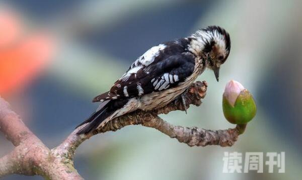 小星头啄木鸟：叫声低沉单调飞行翅膀幅度大(树间飞行)(3)