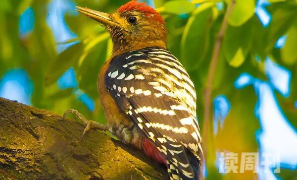 棕腹啄木鸟：森林医生啄洞时间长(花费一个月)