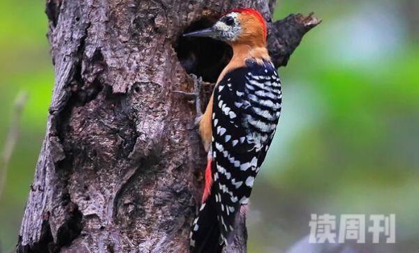 棕腹啄木鸟：森林医生啄洞时间长(花费一个月)(2)