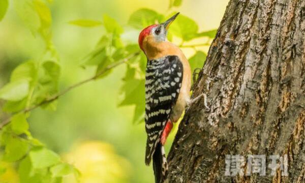 棕腹啄木鸟：森林医生啄洞时间长(花费一个月)(3)
