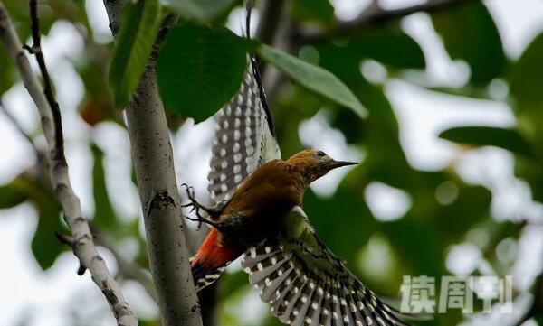 棕腹啄木鸟：森林医生啄洞时间长(花费一个月)(4)