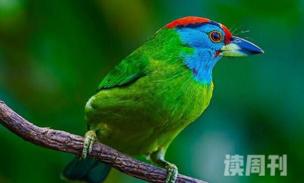 蓝喉拟啄木鸟：叫声清脆成群与食物相关(食物多成小群)