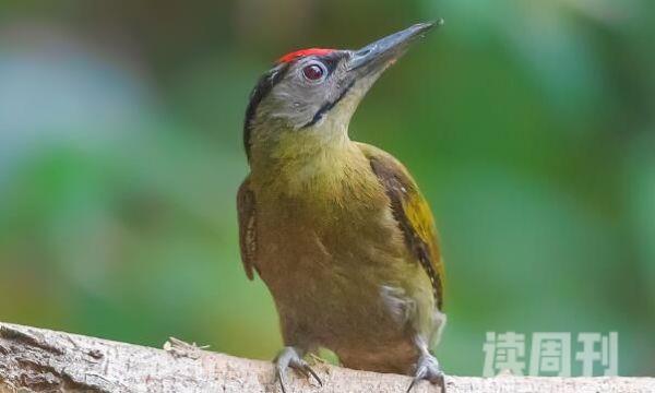 灰头绿啄木鸟：飞行迅速觅食仔细(搜寻树上任何角落)(3)