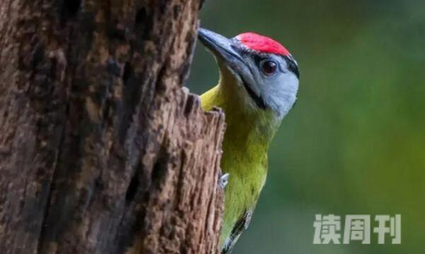 灰头绿啄木鸟：飞行迅速觅食仔细(搜寻树上任何角落)(4)