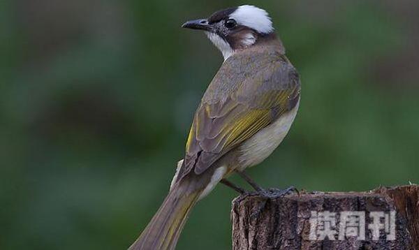 白头鹎：中国特有鸟类叫声婉转动听(繁殖期情侣对唱)