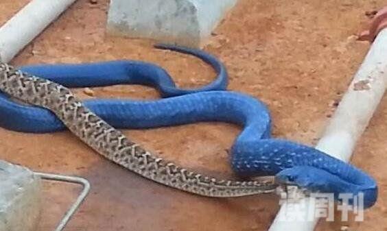 蟒蛇中体型最大的蟒蛇是什么蛇（长2.8米的北美蛇王）(2)